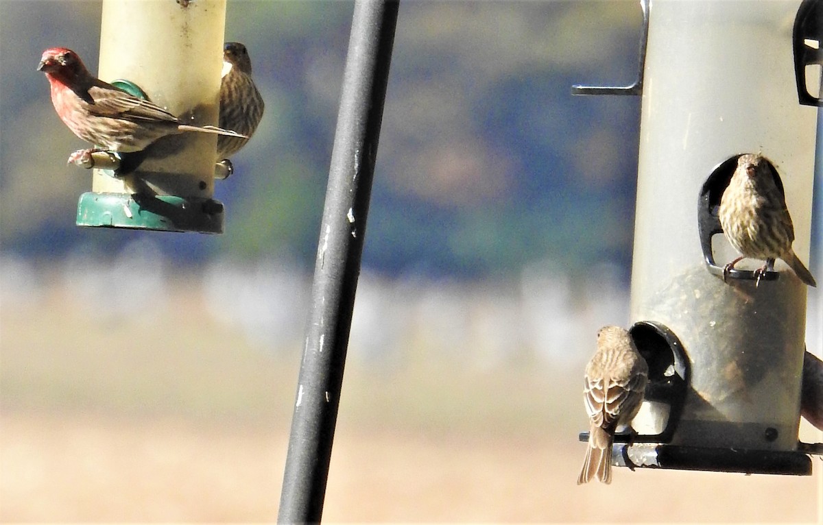 House Finch - ML285534631