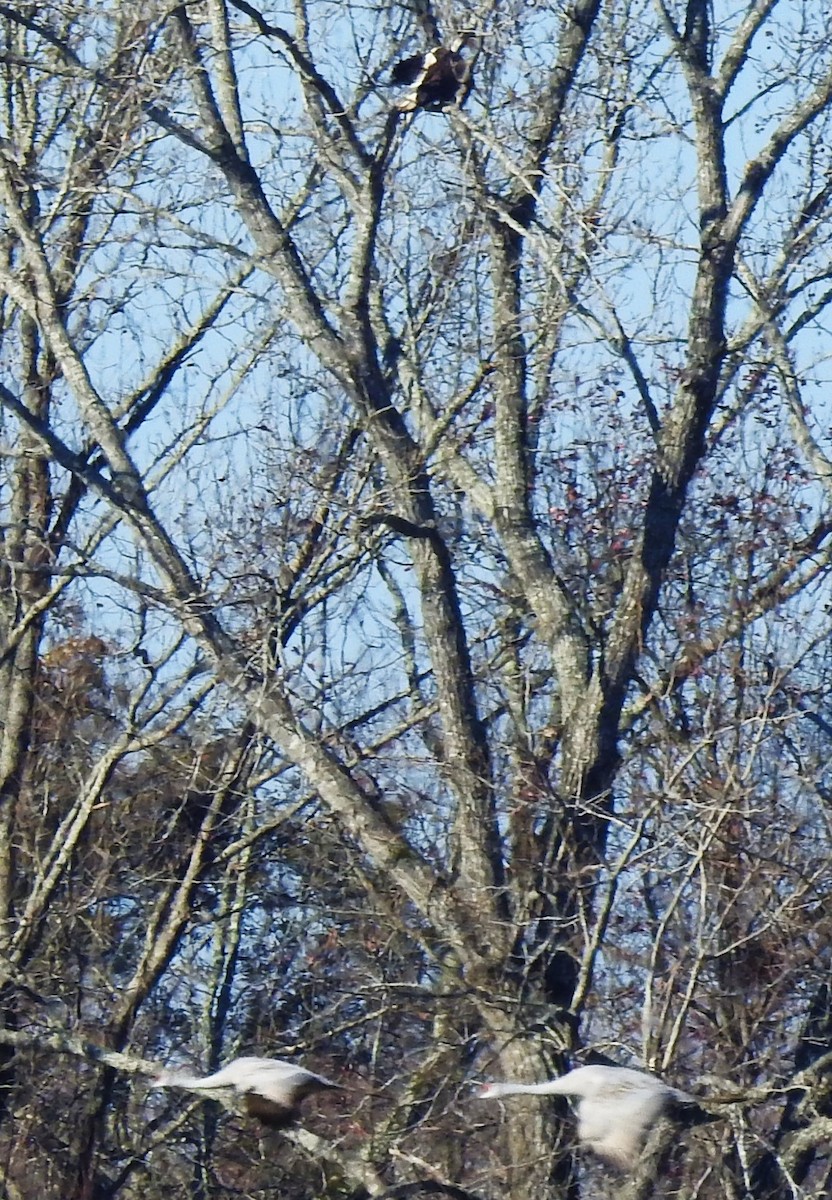 Bald Eagle - ML285535011