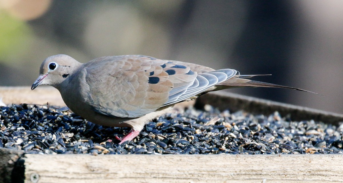 Mourning Dove - Tom Driscoll