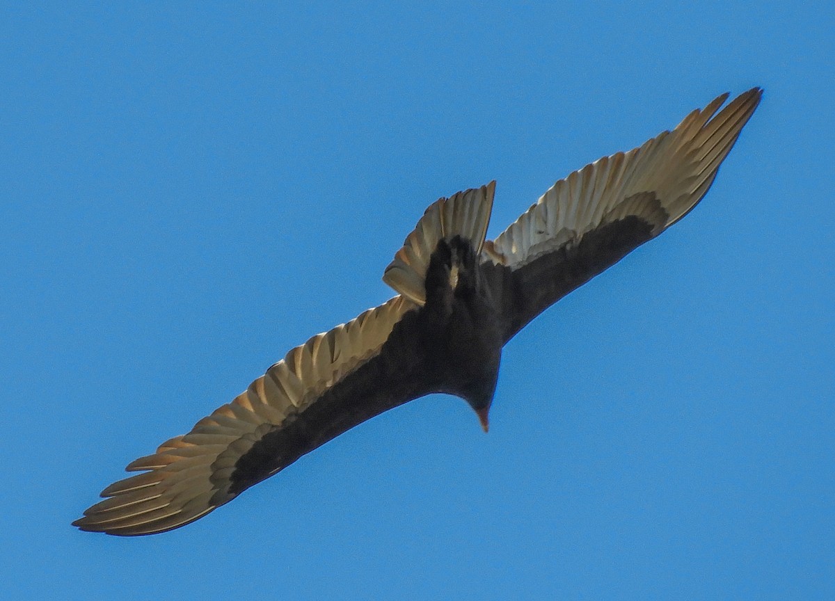 Turkey Vulture - ML285536731