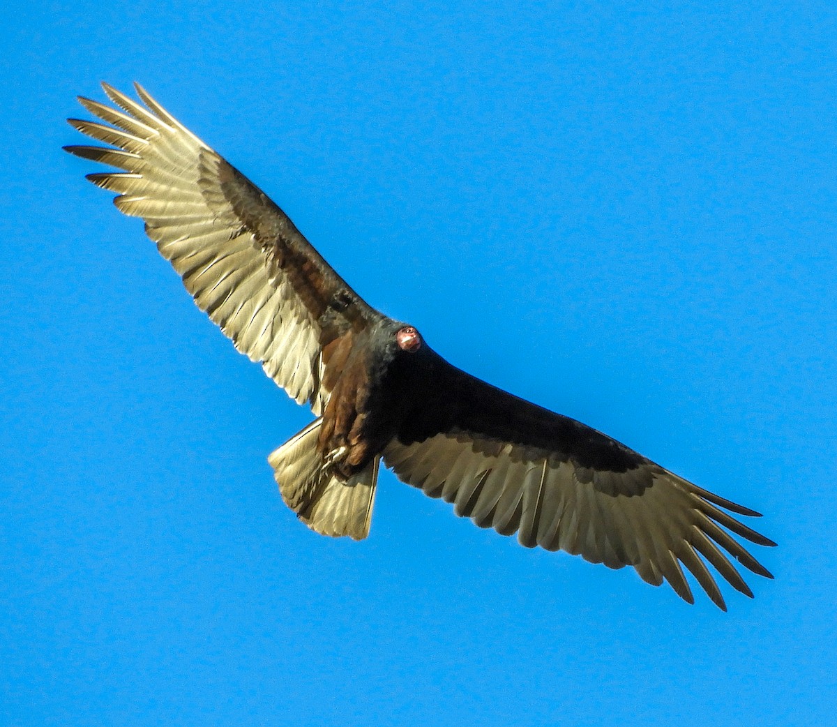 Turkey Vulture - ML285536761
