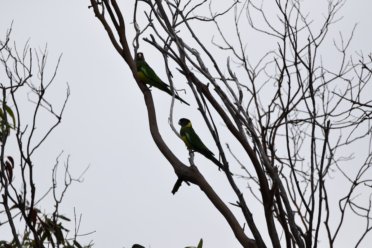 Australian Ringneck (Port Lincoln) - ML285536871