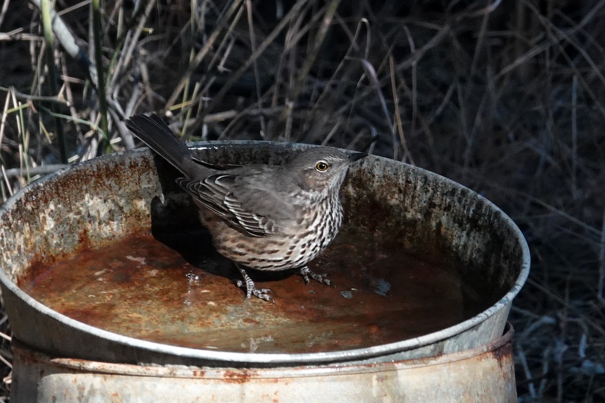 Sage Thrasher - Laura Paulson