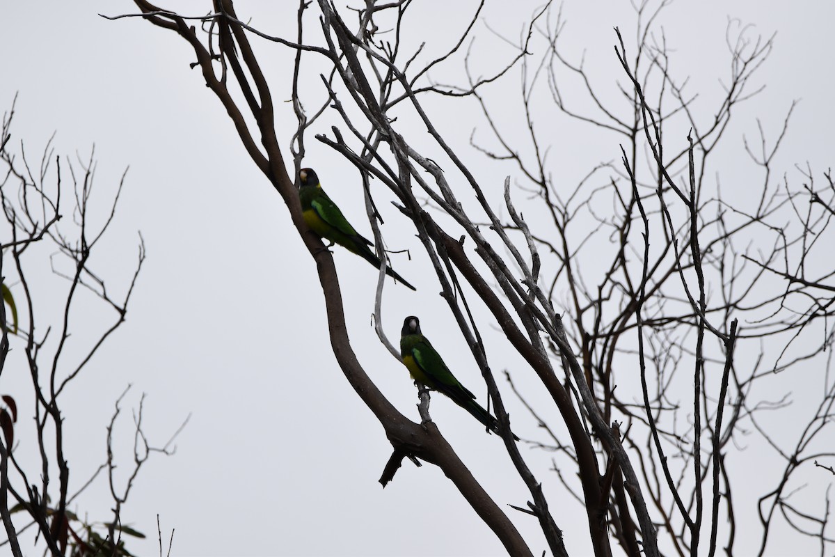 Australian Ringneck (Port Lincoln) - ML285538001