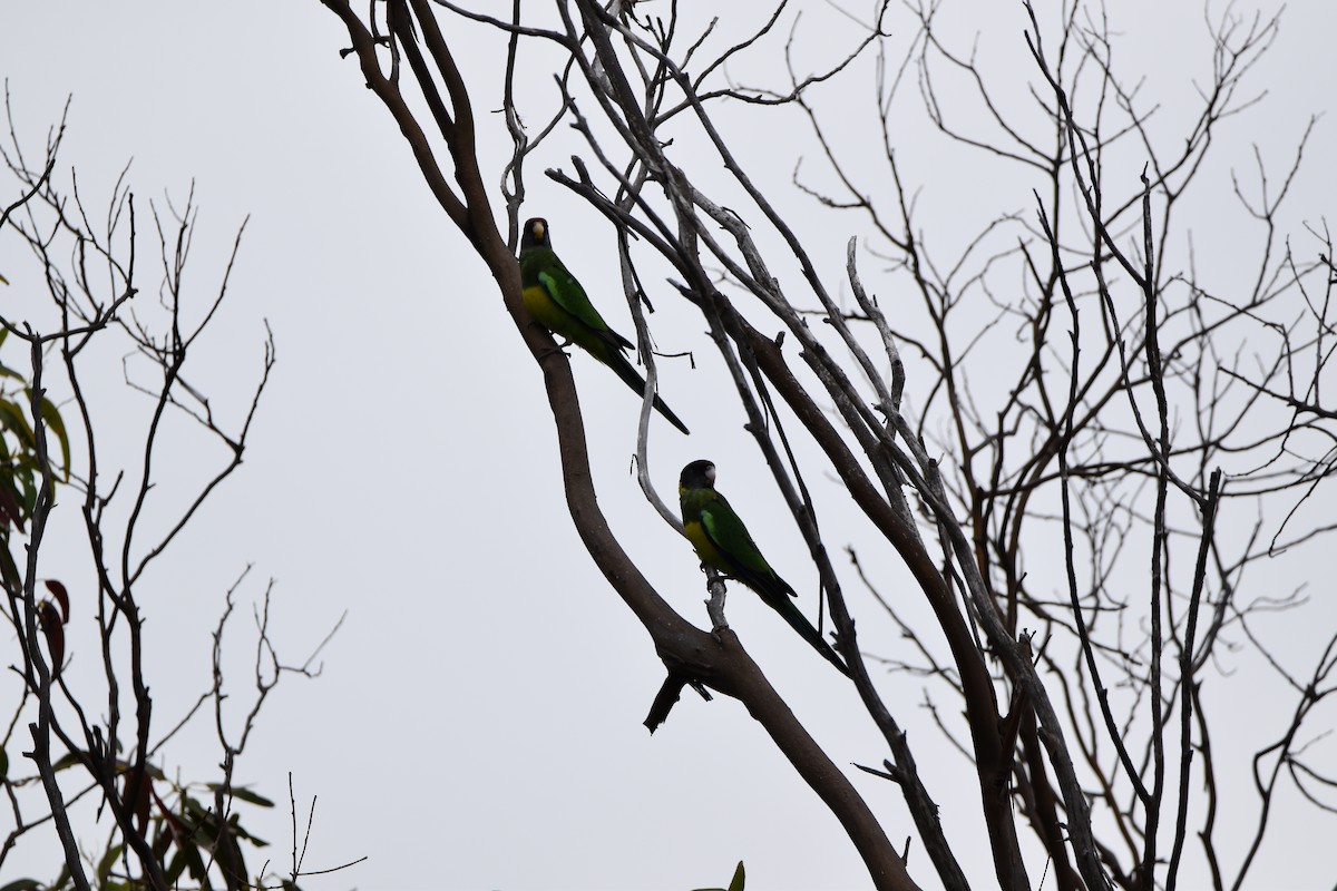 Australian Ringneck (Port Lincoln) - ML285538491