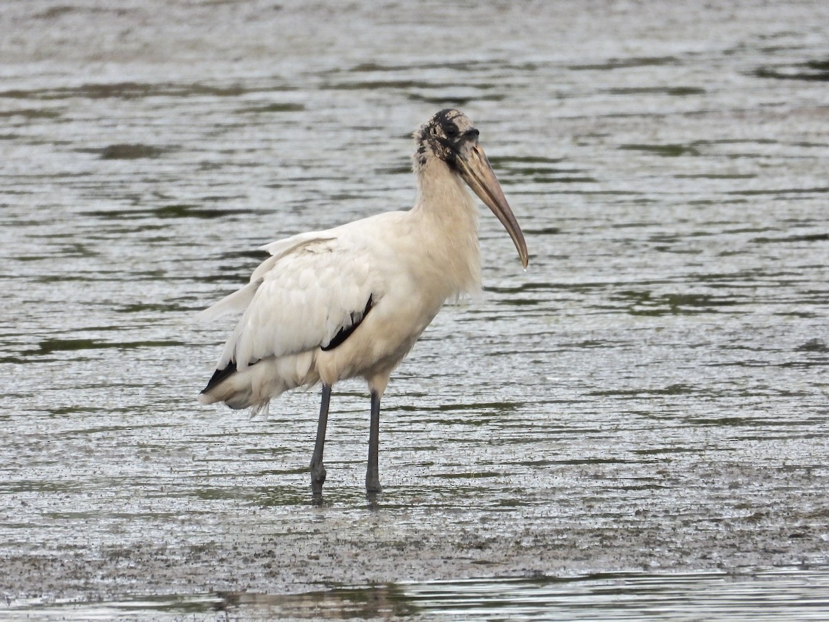 Wood Stork - ML285539551