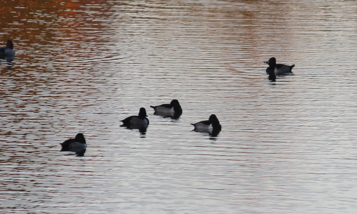 Ring-necked Duck - ML285539581