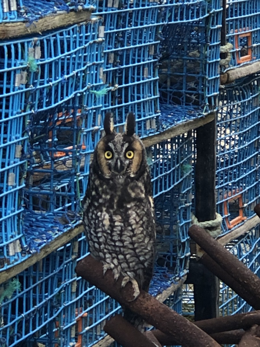 Long-eared Owl - ML285540771