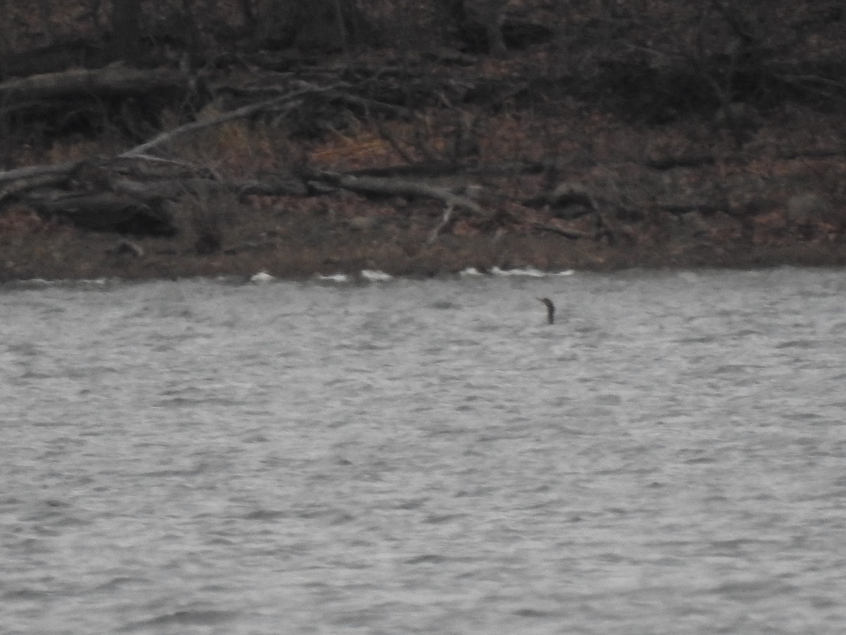 Double-crested Cormorant - ML285542071