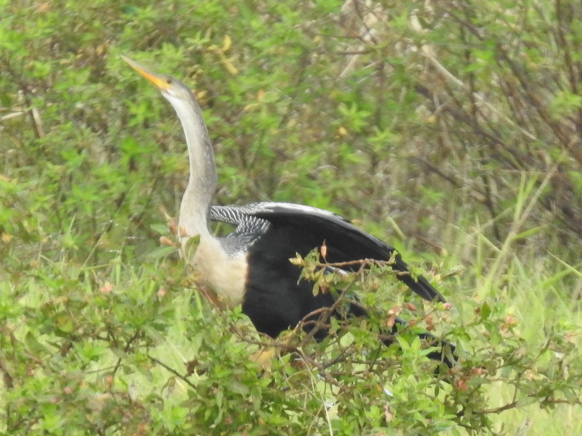 Anhinga Americana - ML285543571