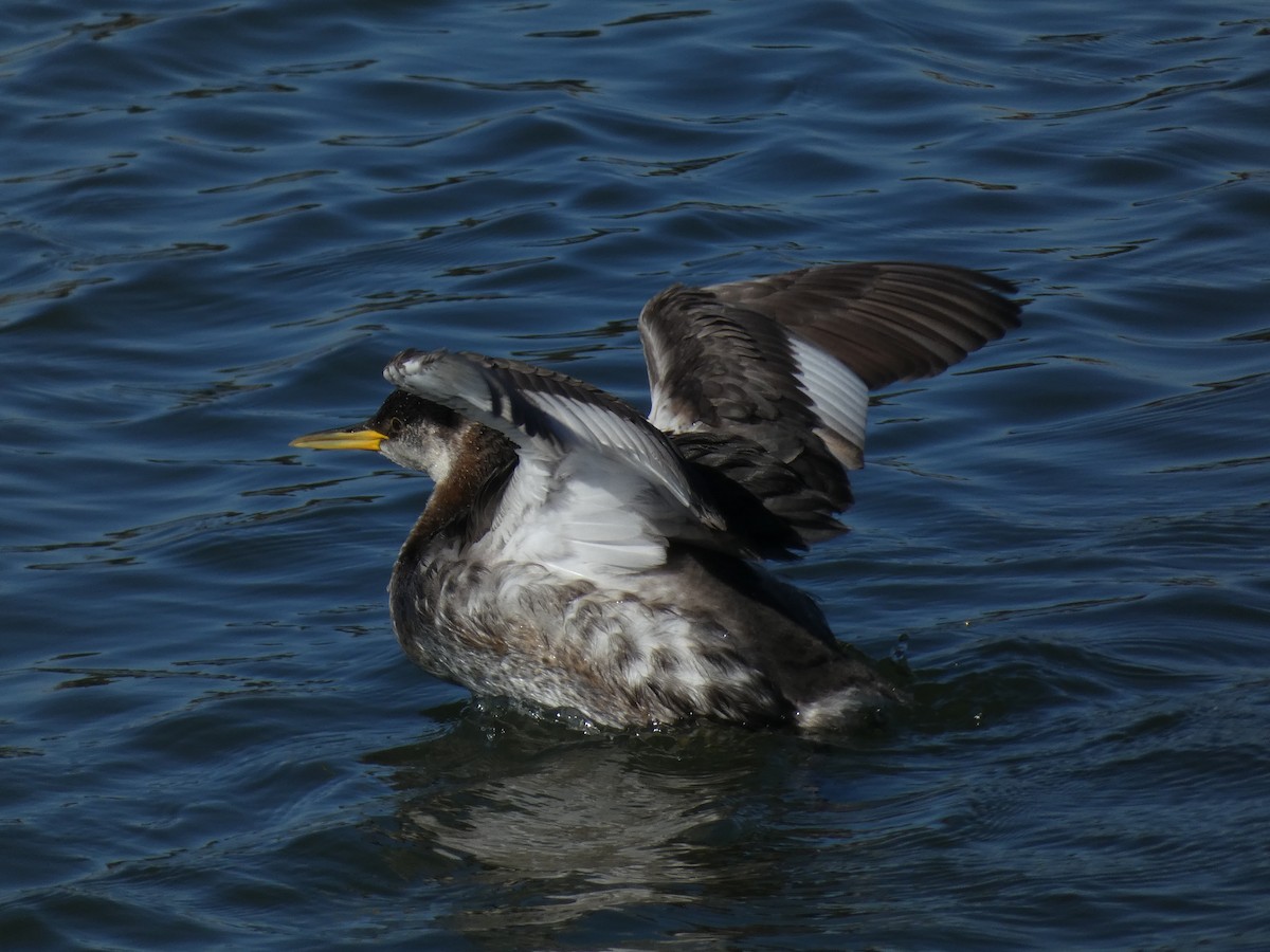 Red-necked Grebe - ML285544191