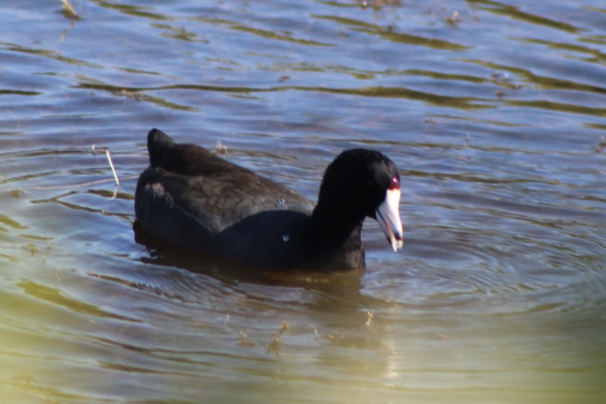 American Coot (Red-shielded) - ML285544271