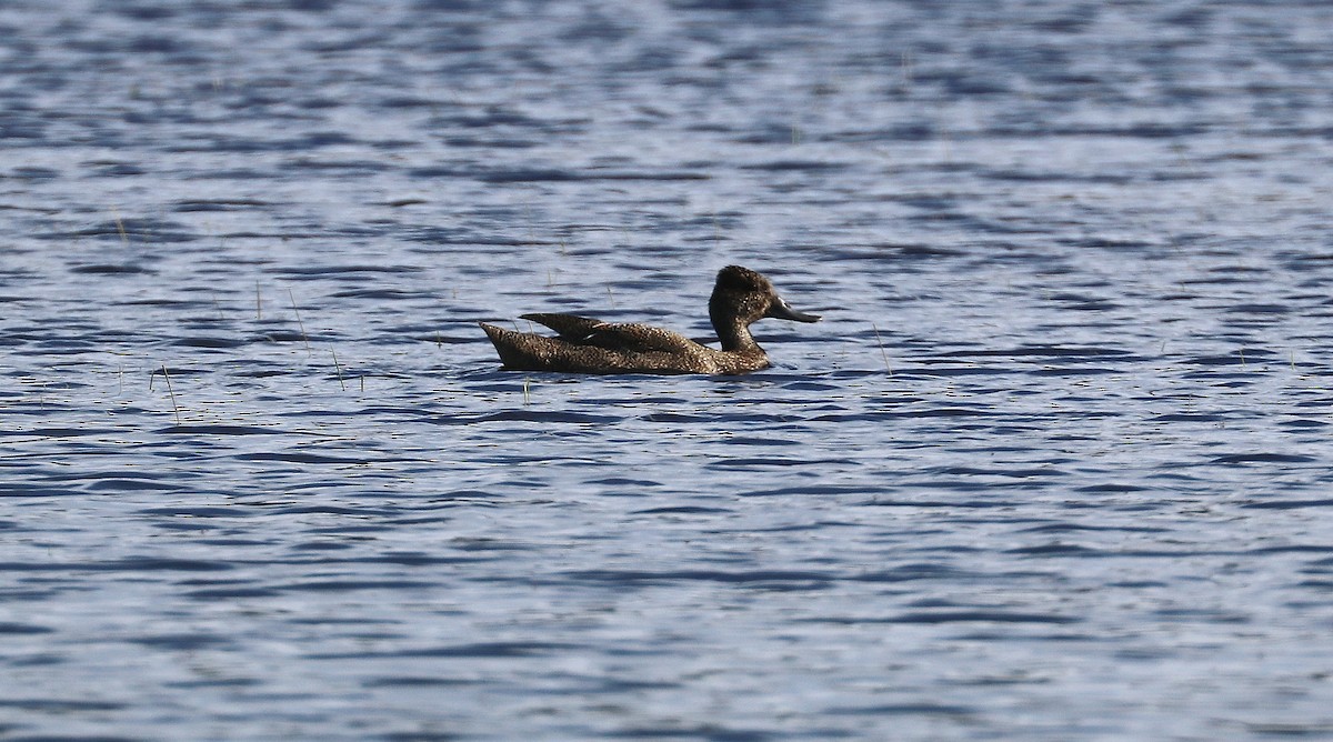 Freckled Duck - ML285544731