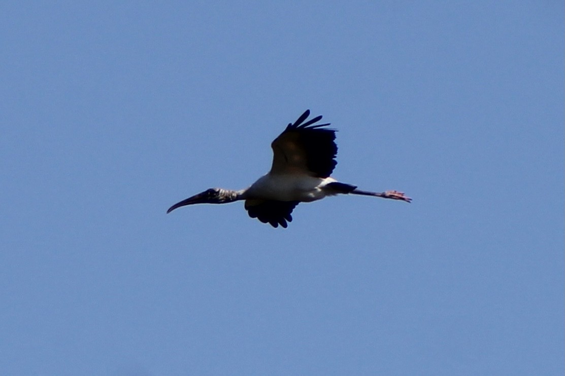 Wood Stork - ML285544811