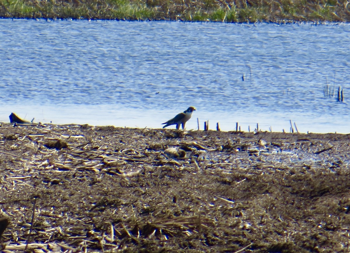 Peregrine Falcon - Beagle Bourgault