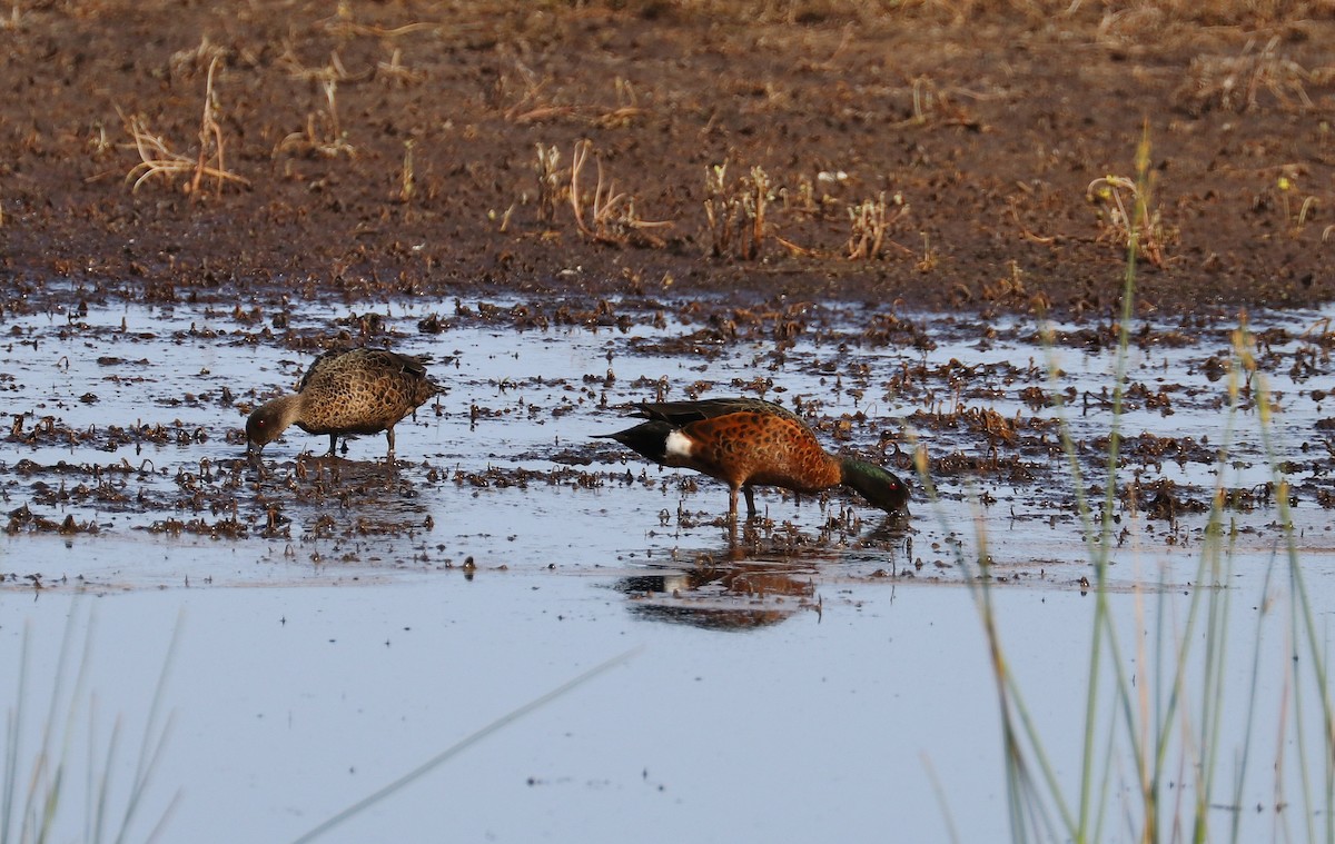 Chestnut Teal - David Ekdahl