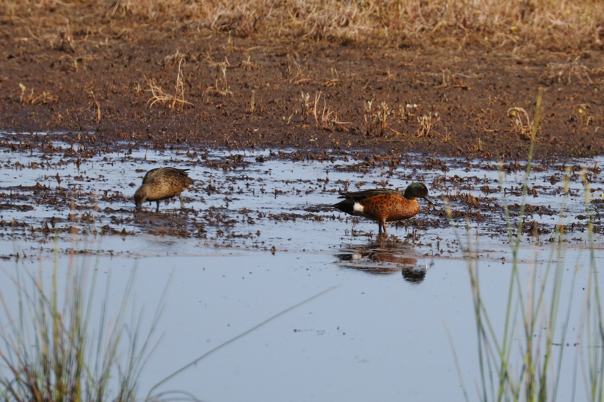 Chestnut Teal - David Ekdahl