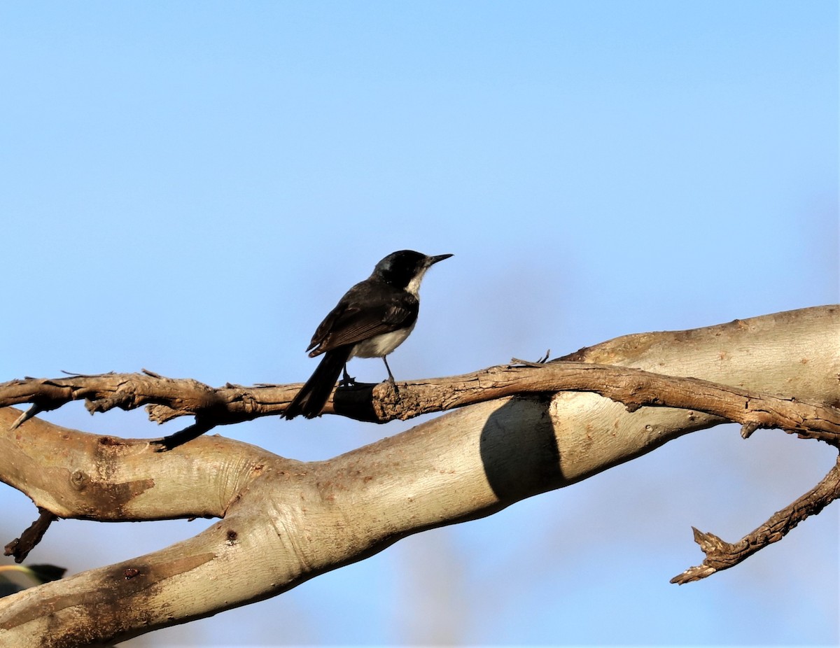 Restless Flycatcher - ML285546431