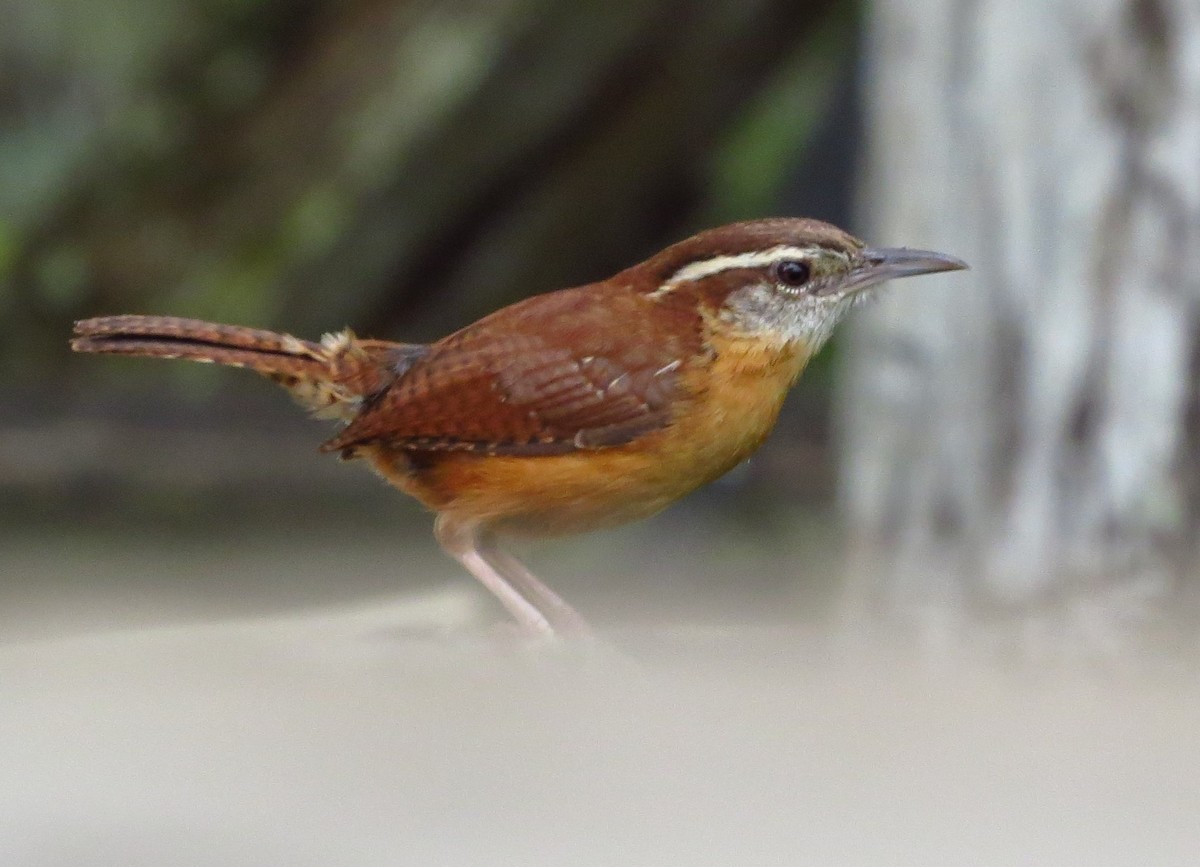 Carolina Wren - Susan Young