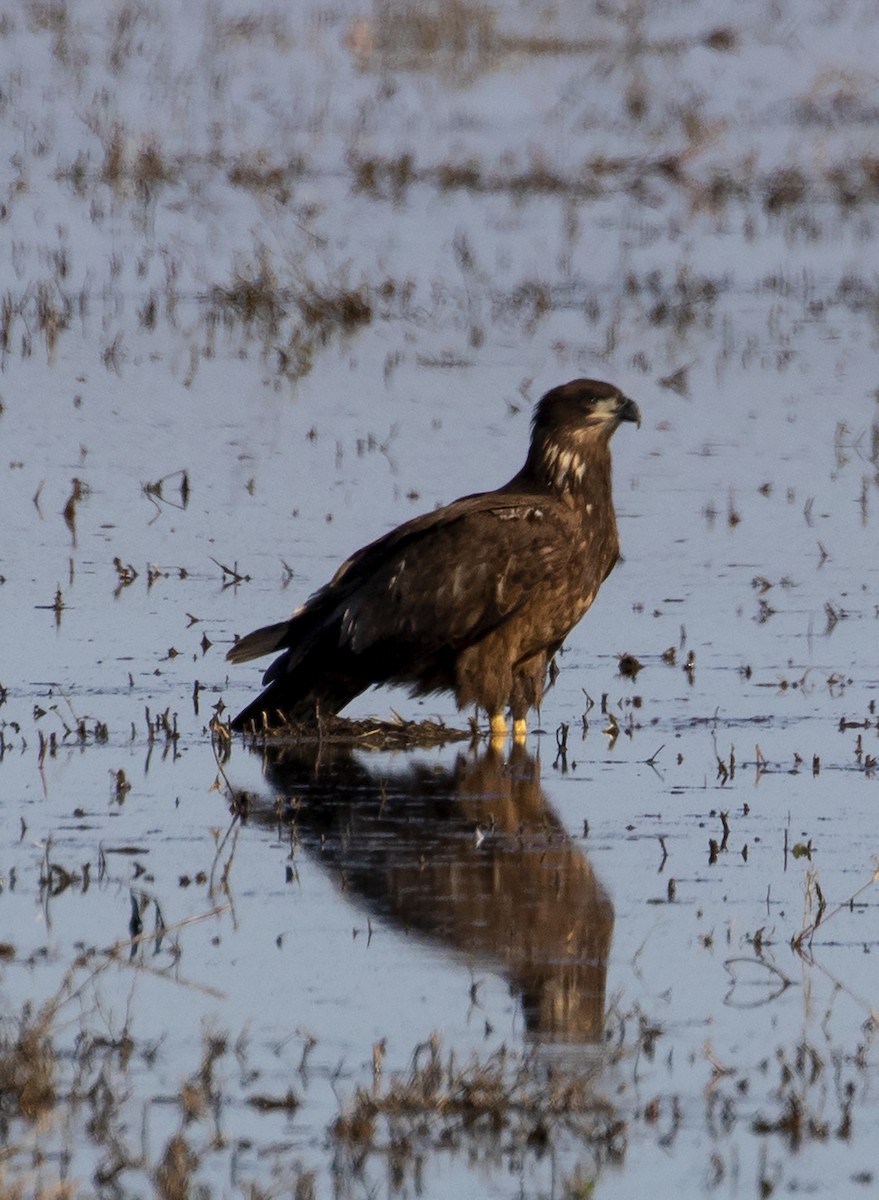 Bald Eagle - Jason Lott