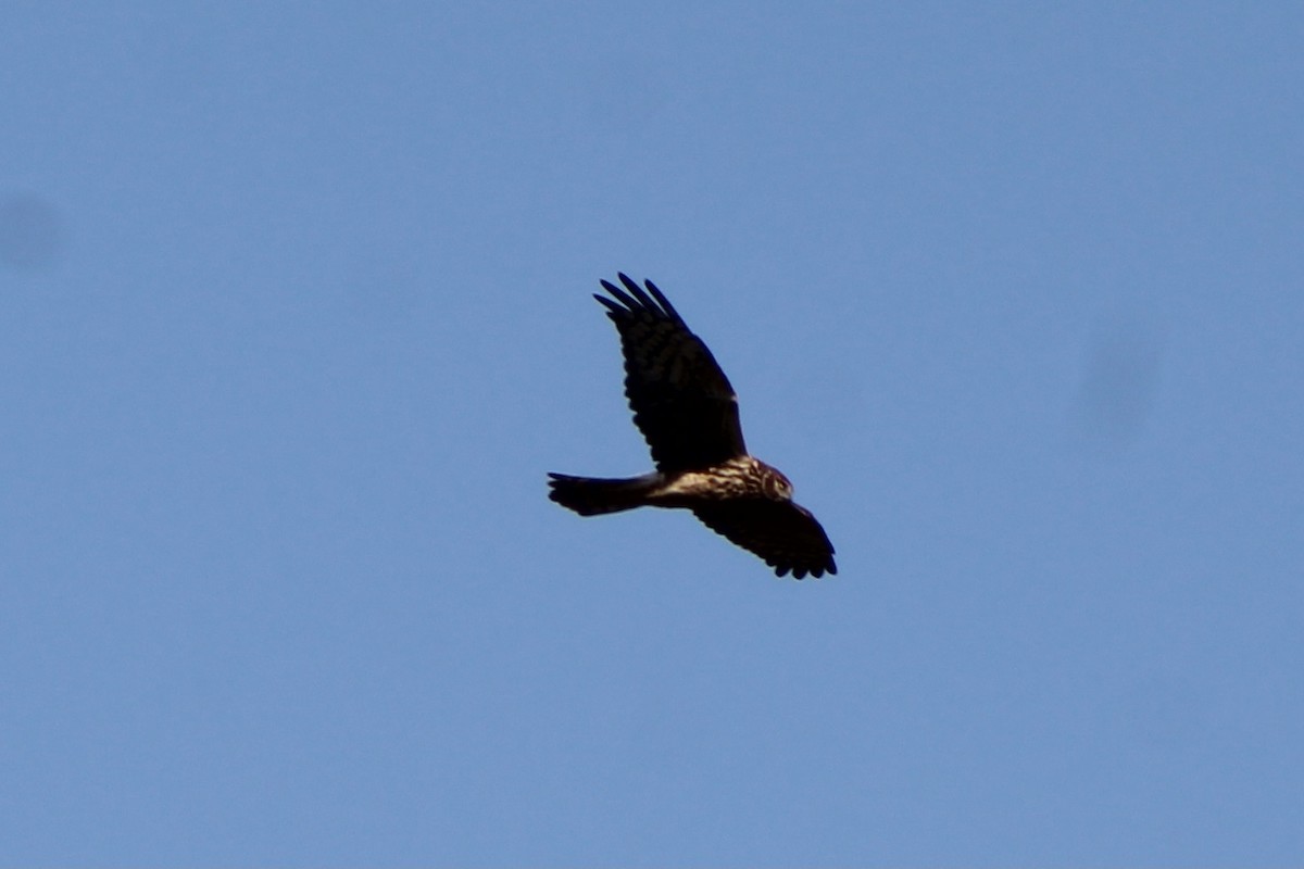 Northern Harrier - ML285547851