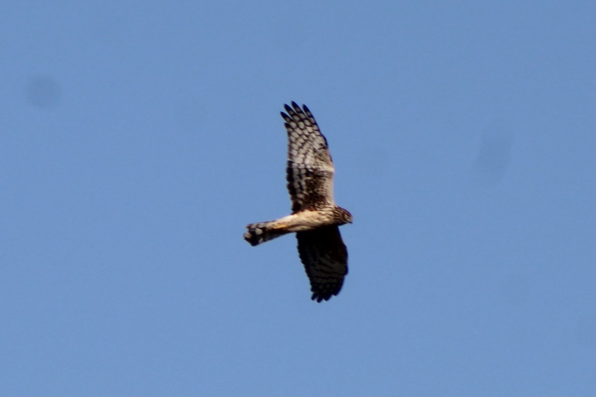 Northern Harrier - ML285547861