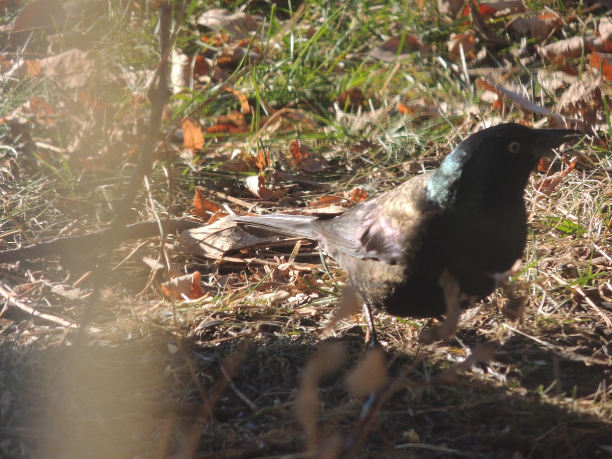 Common Grackle - Paul & Koni Fank