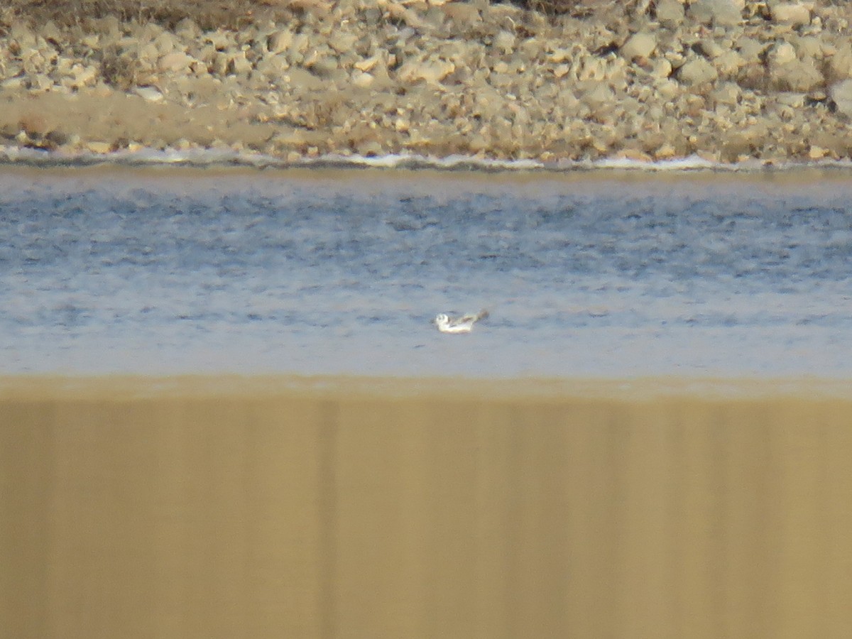 Black-legged Kittiwake - David R. Scott