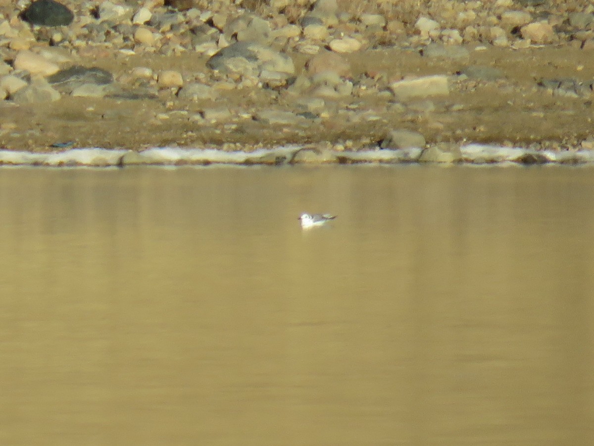 Mouette tridactyle - ML285549661