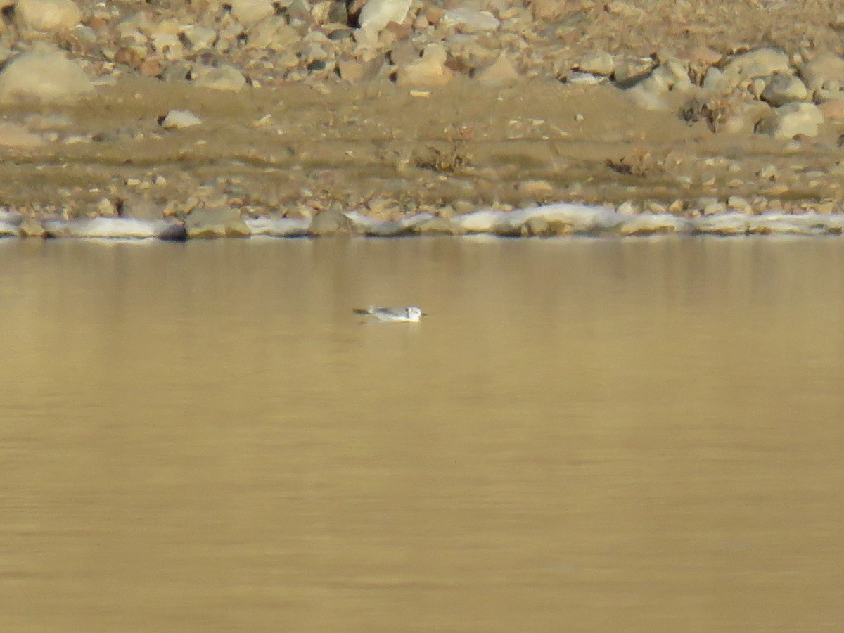 Mouette tridactyle - ML285549681