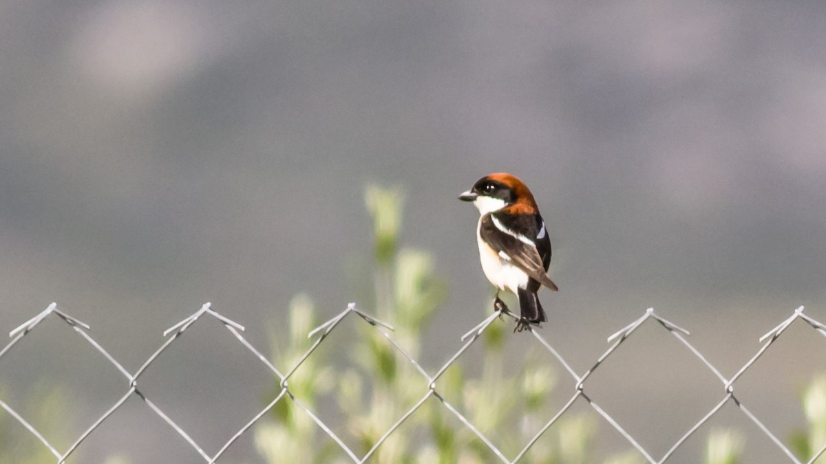 Woodchat Shrike - ML28555051