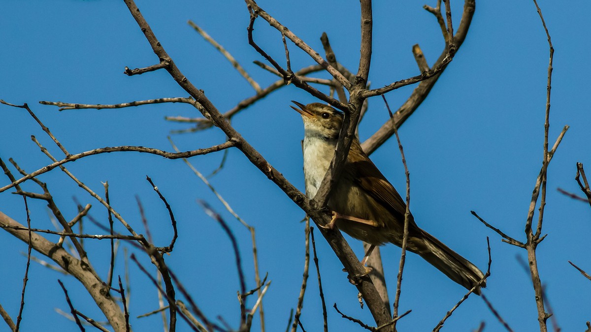 Cetti's Warbler - ML28555271