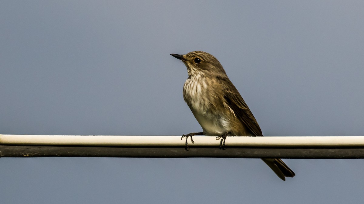 Spotted Flycatcher - ML28555311