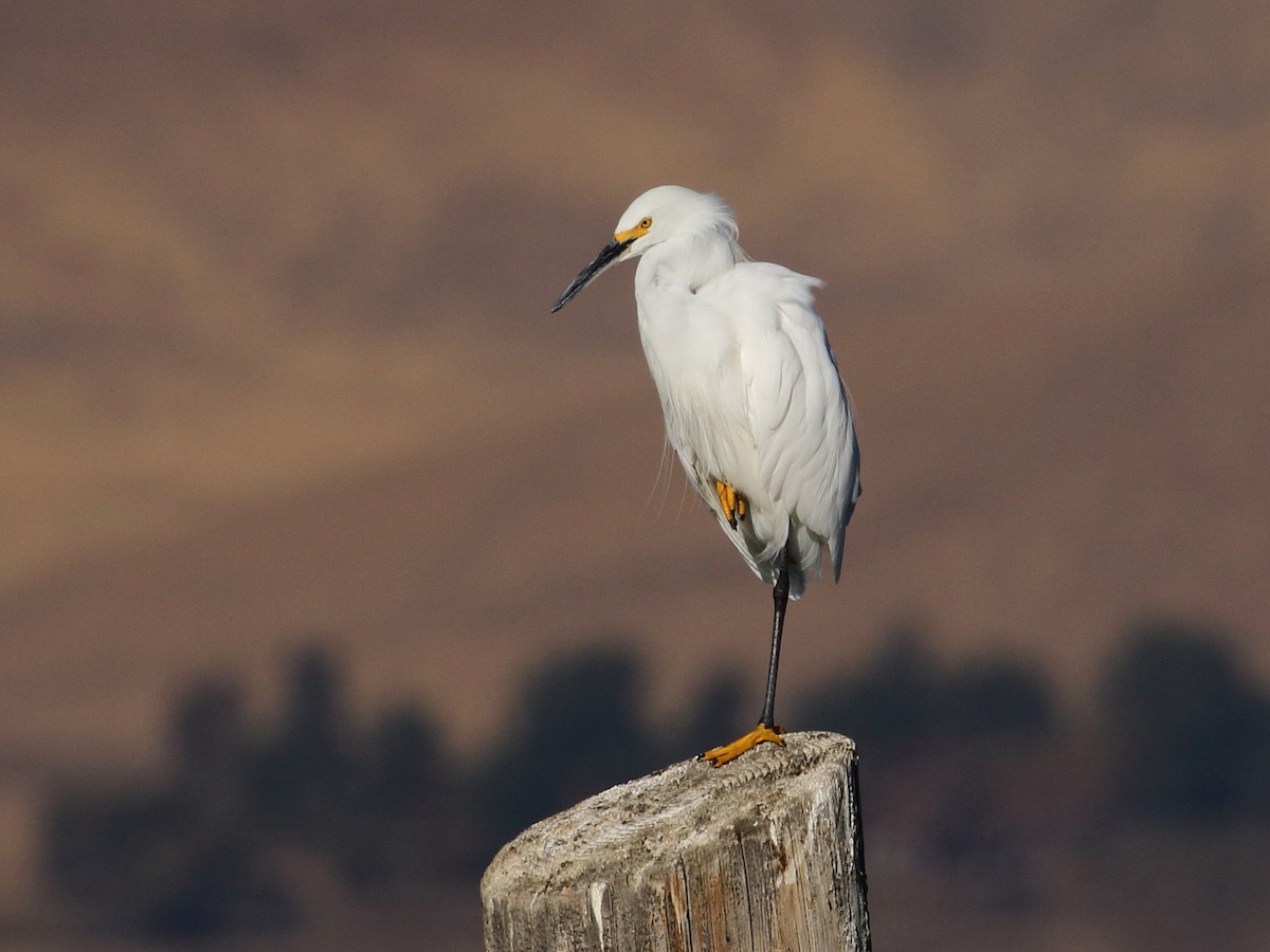 Snowy Egret - Linda Pittman