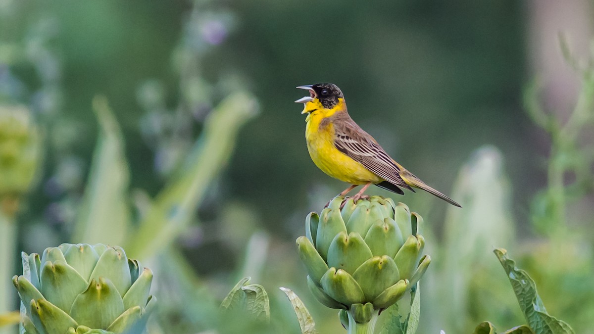 Black-headed Bunting - Sezai Goksu