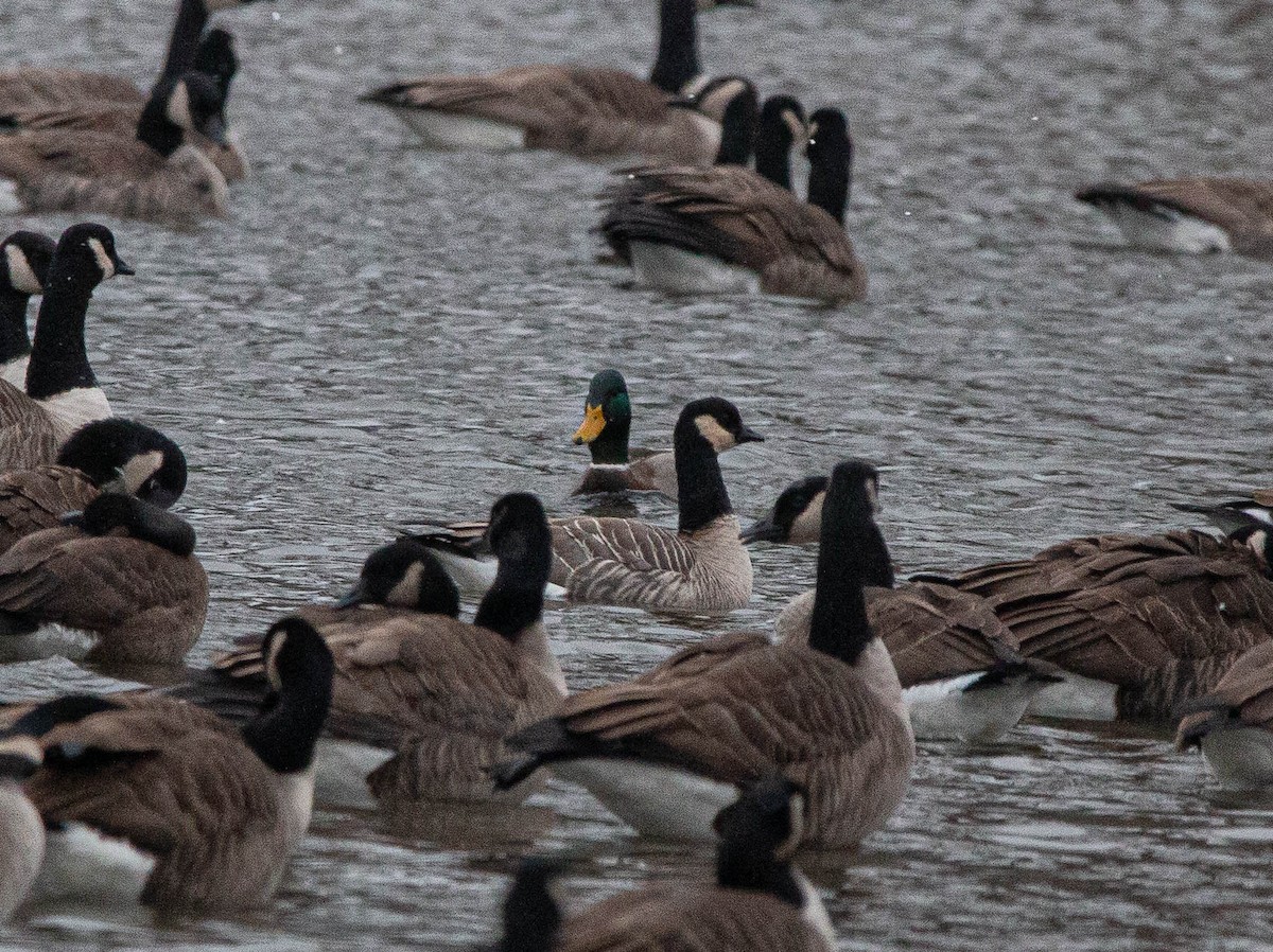 Cackling Goose - Joel Strong