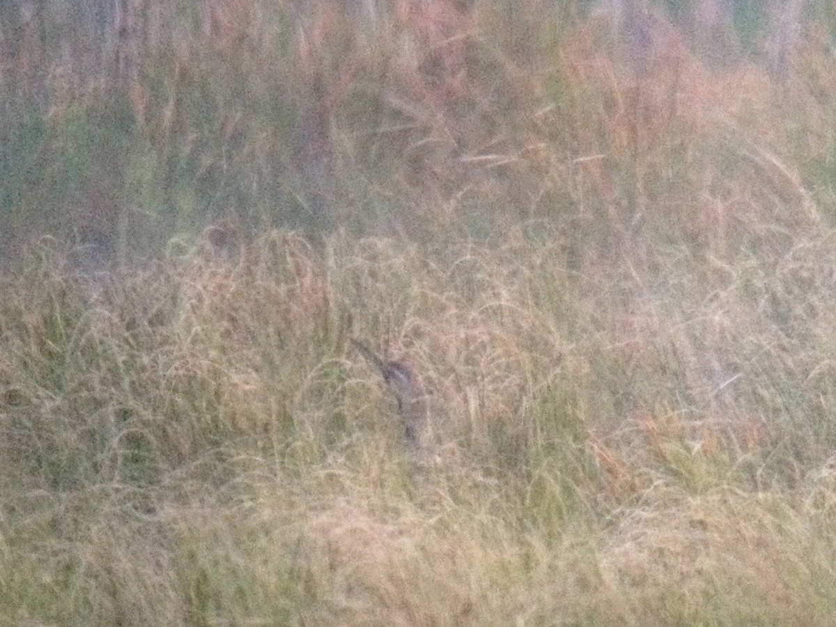 American Bittern - ML28555471