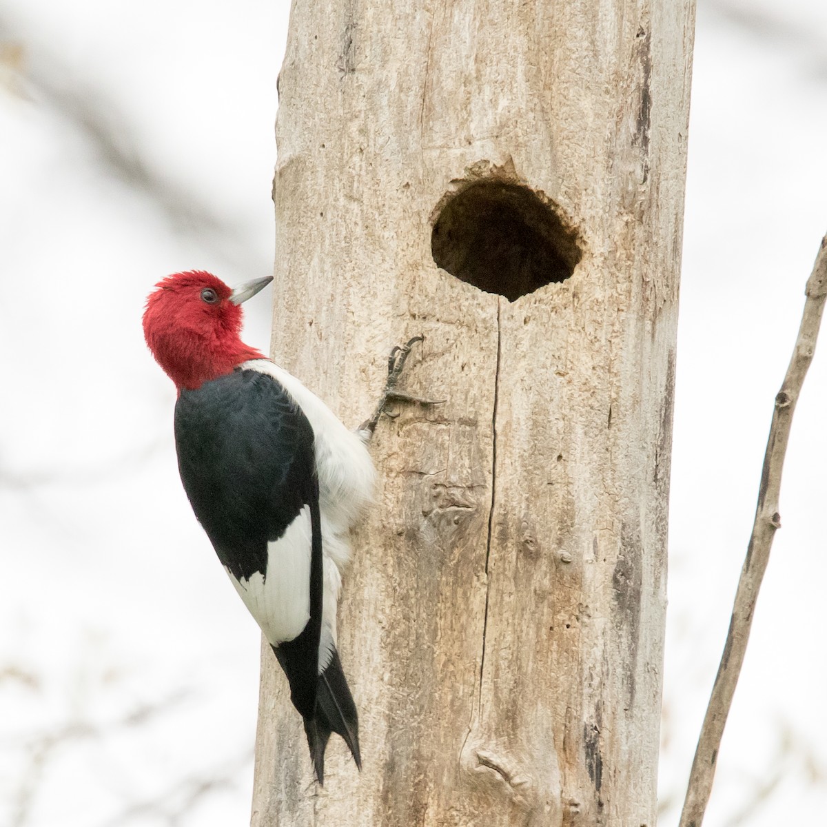 Red-headed Woodpecker - ML28555501