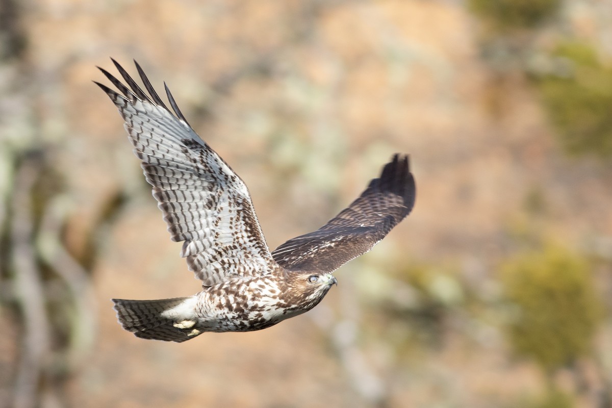 Red-tailed Hawk (calurus/alascensis) - ML285555031