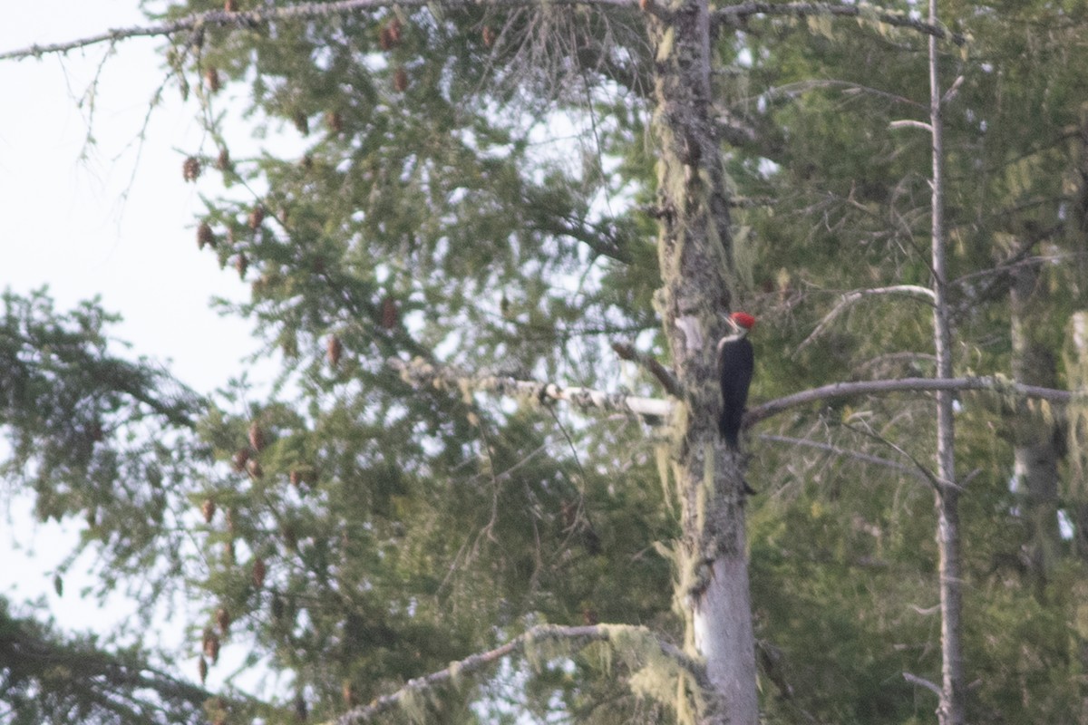 Pileated Woodpecker - ML285556451