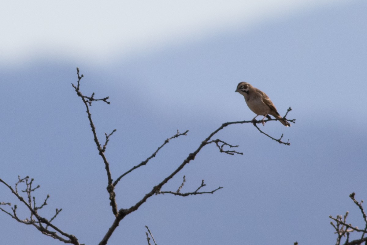 Lark Sparrow - ML285557471