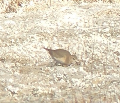 Chorlito Llanero - ML285557591