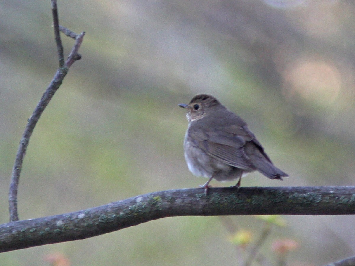 Swainson's Thrush - ML28555781