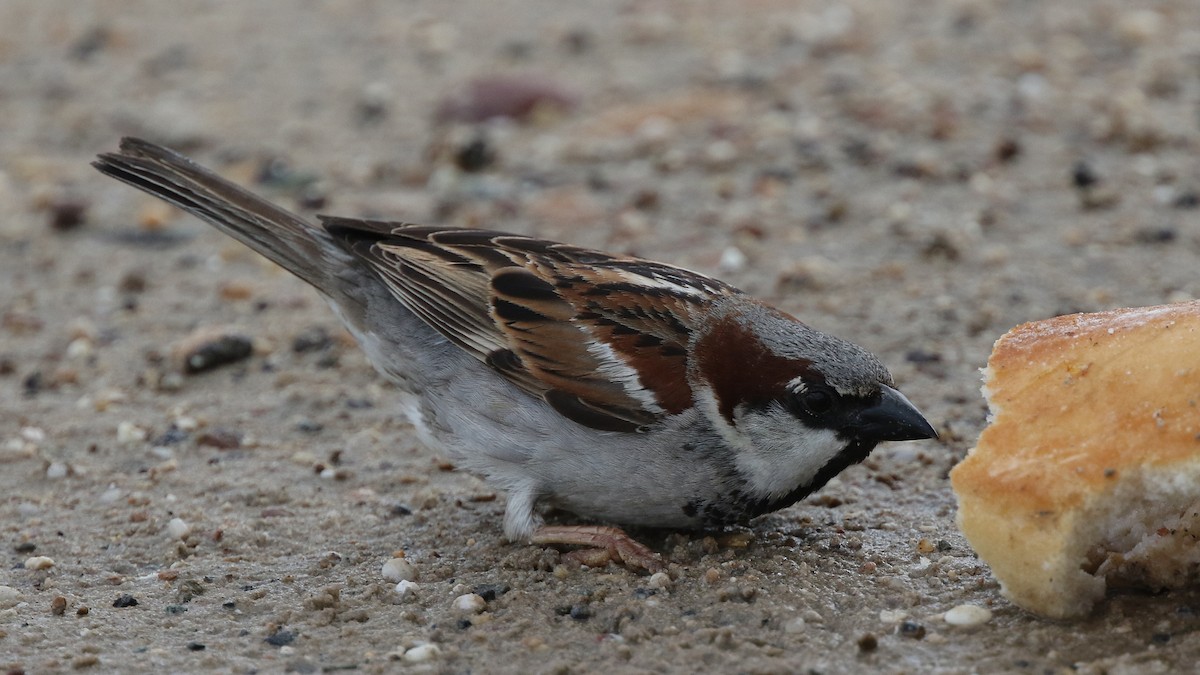 House Sparrow - Daniel Jauvin