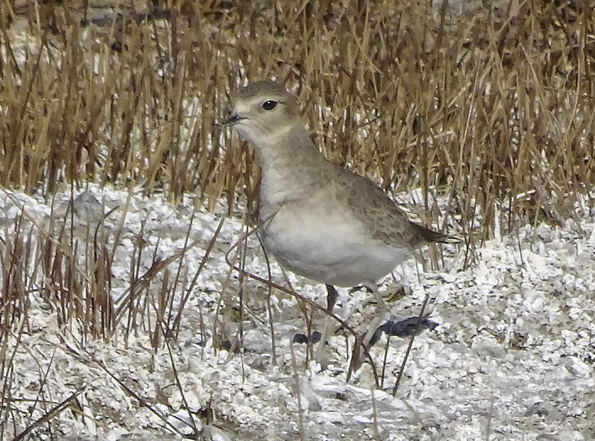 Mountain Plover - ML285559291