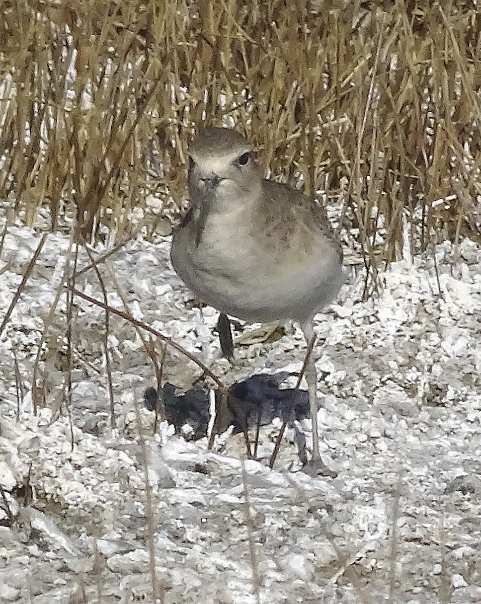 Mountain Plover - ML285559311