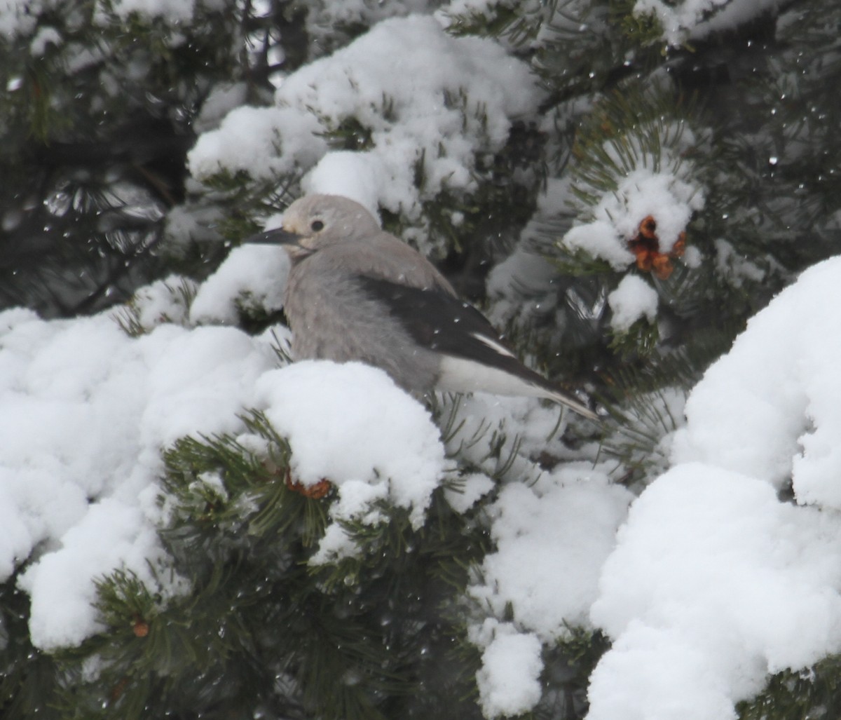 Clark's Nutcracker - ML285559781