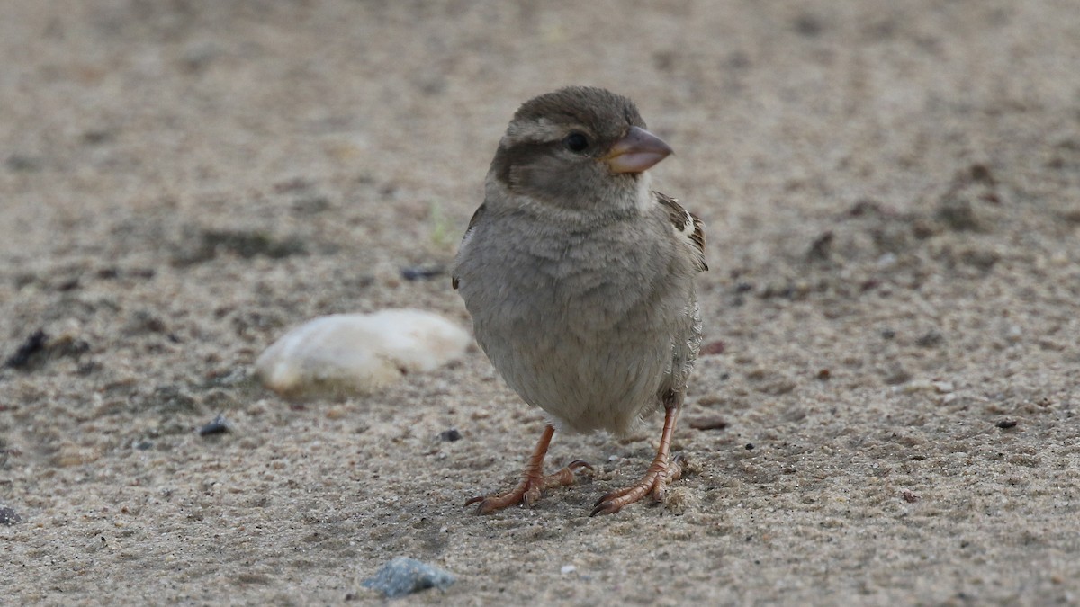 House Sparrow - ML28555991