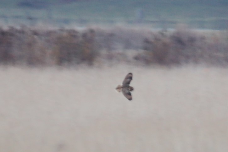 Short-eared Owl - ML285560881