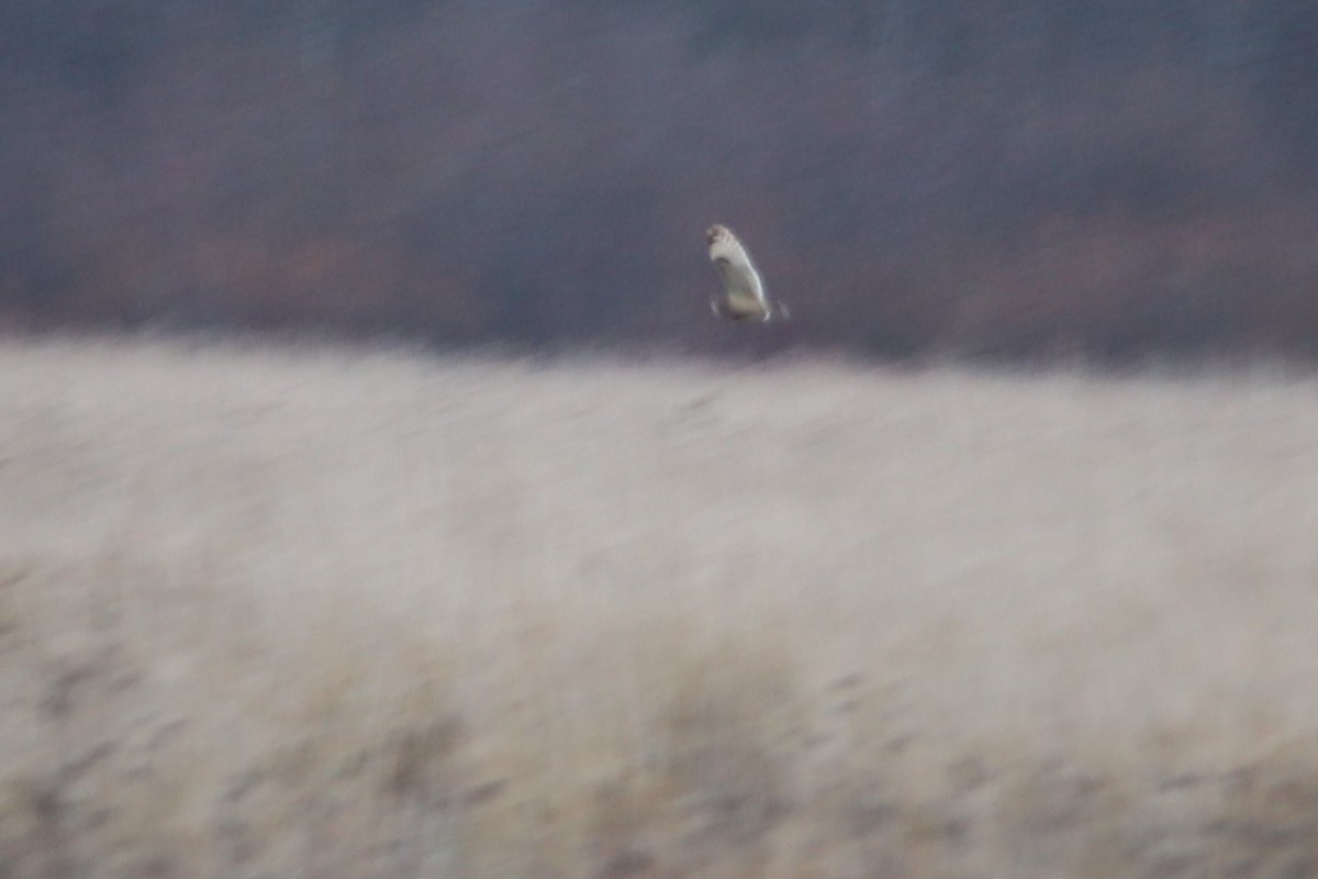 Short-eared Owl - ML285561011